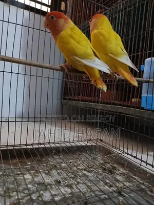 এক জোড়া রানিং লাভবাট পাখি