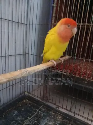 A pair of breeding Lovebirds