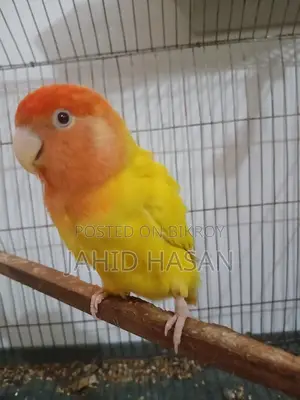 A pair of breeding Lovebirds