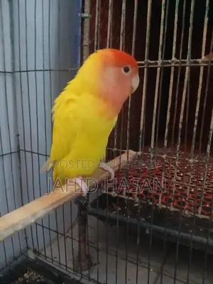 A pair of breeding Lovebirds