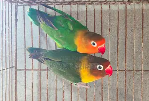 Green Fischer Lovebird Breeding Pair