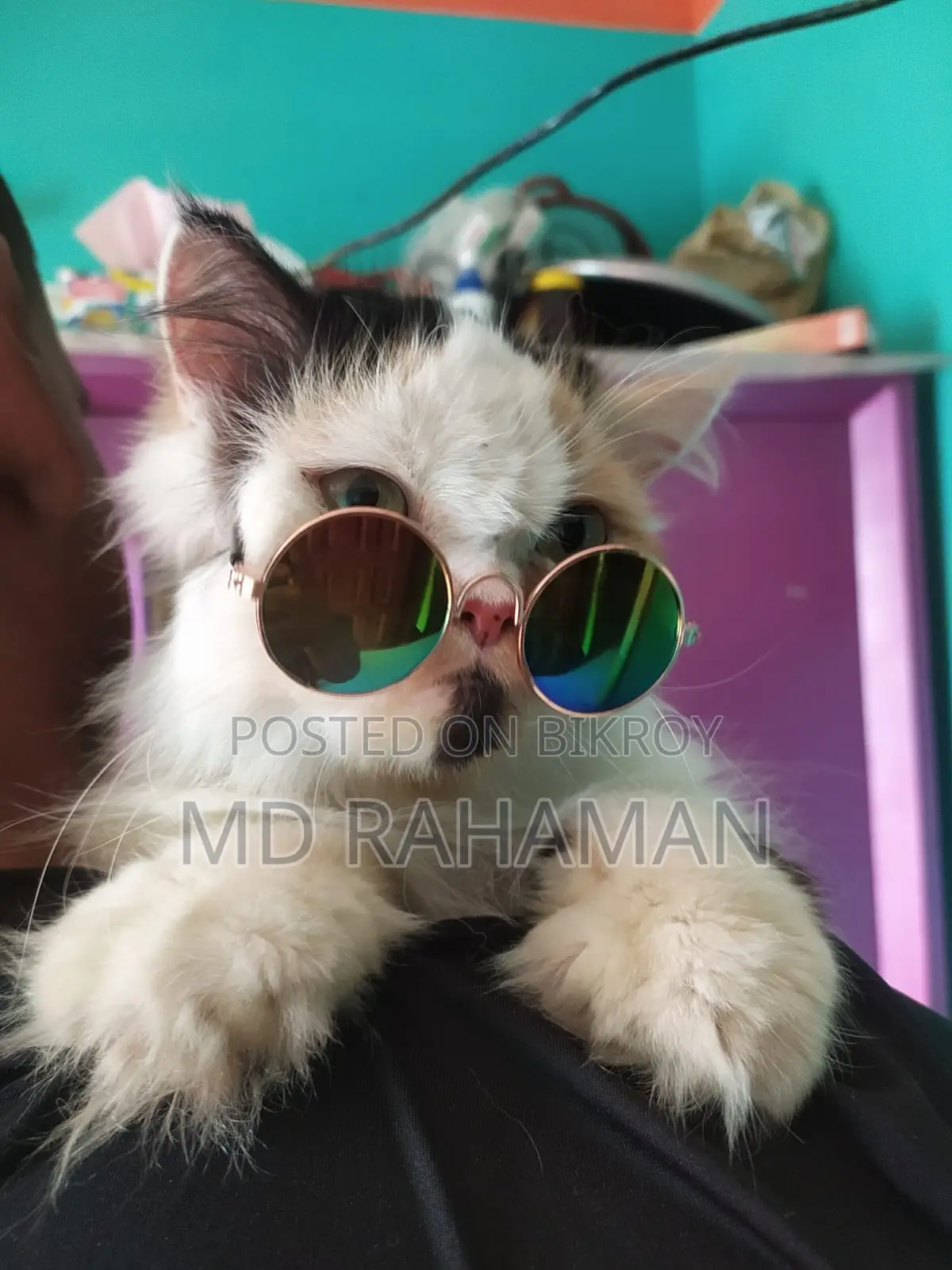 Female Cat