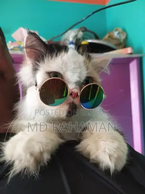 Female Cat