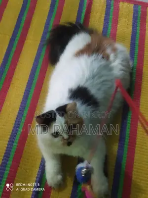 Female Cat