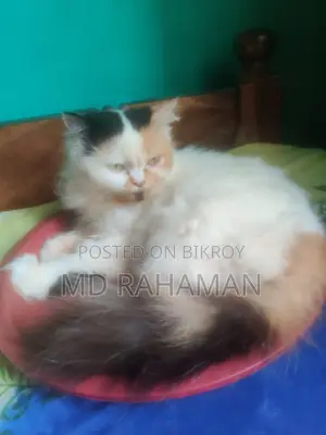 Female Cat