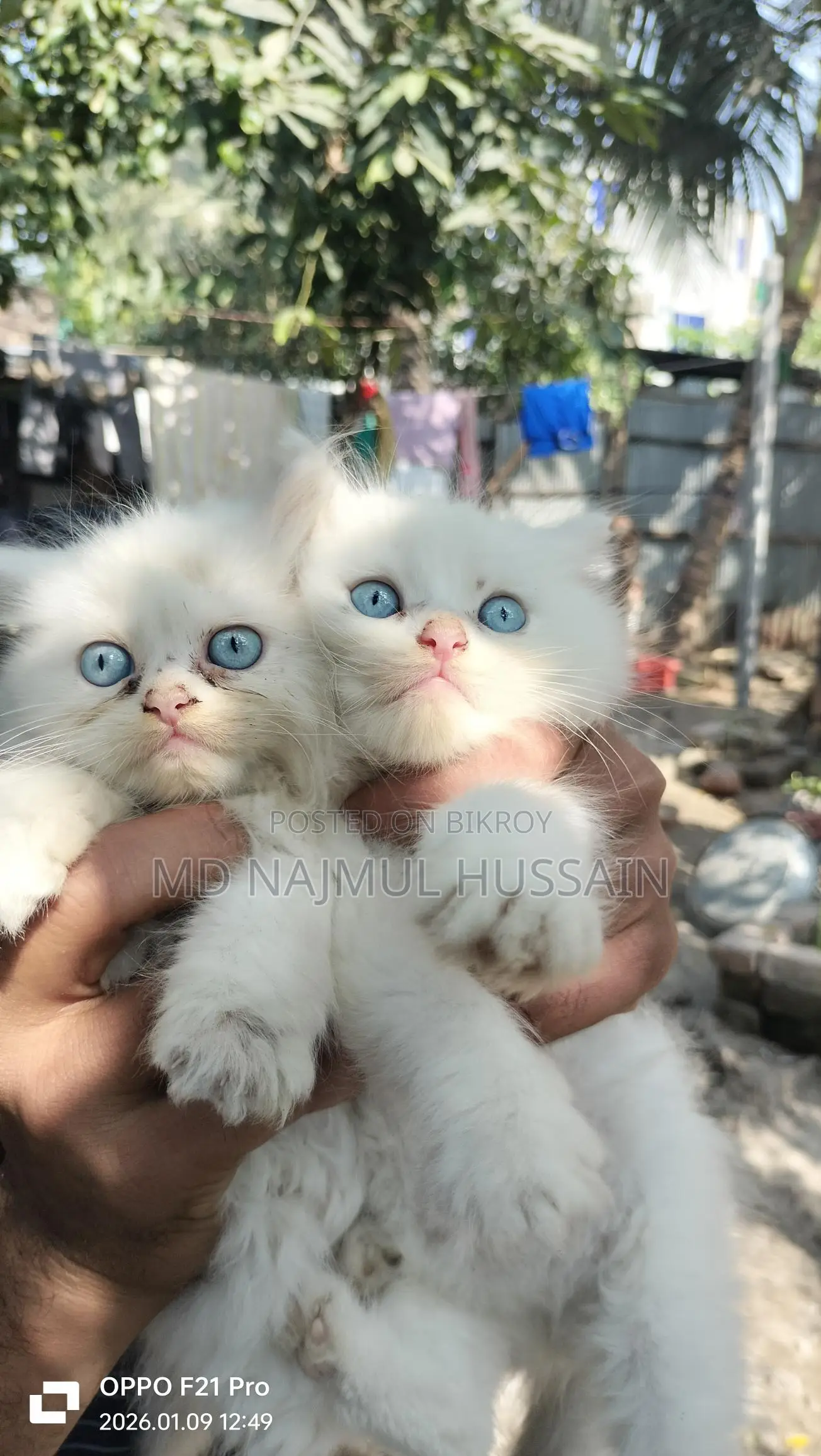 Odd Eye Persian Baby