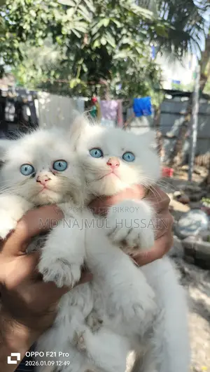 Odd Eye Persian Baby
