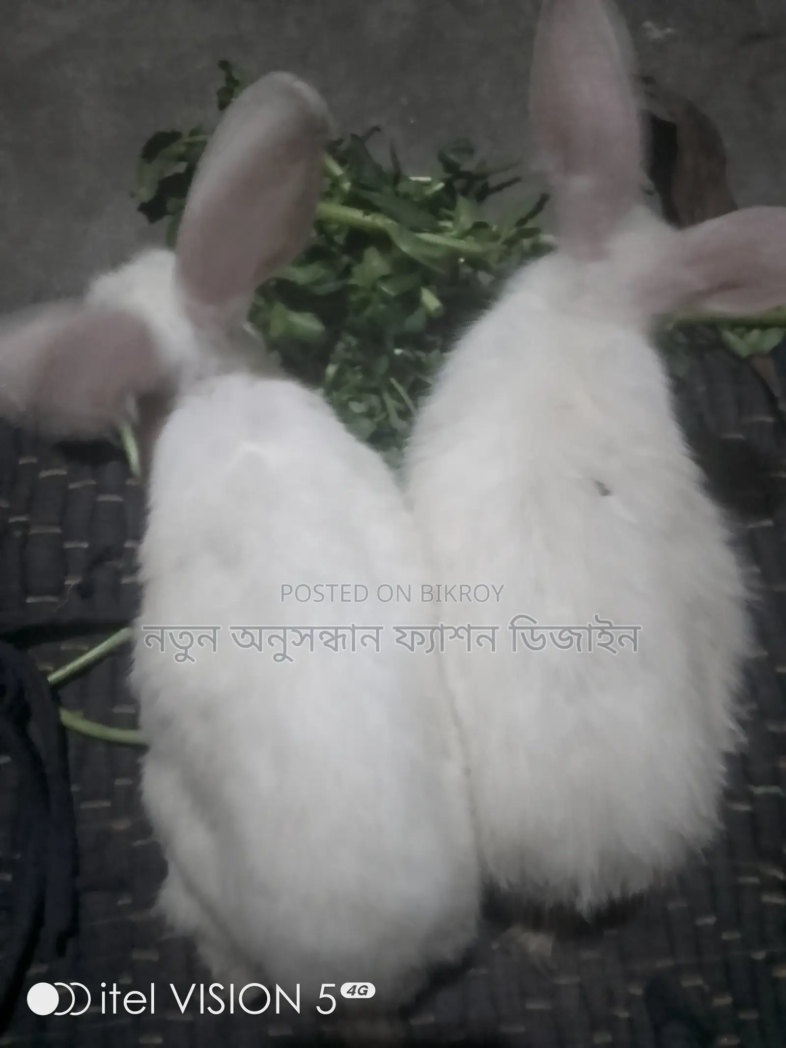 Rabbit for Sale