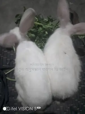 Rabbit for Sale