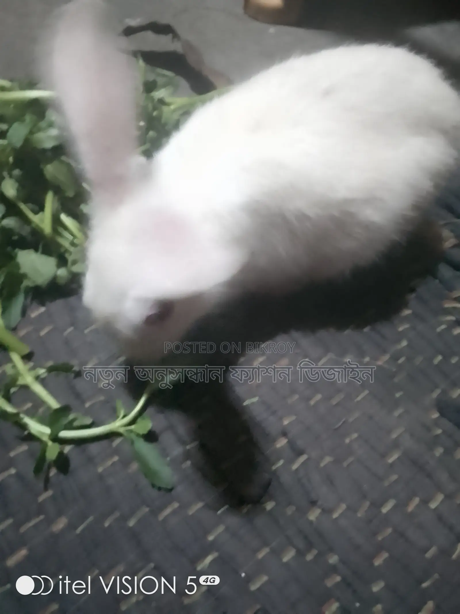 Rabbit for Sale