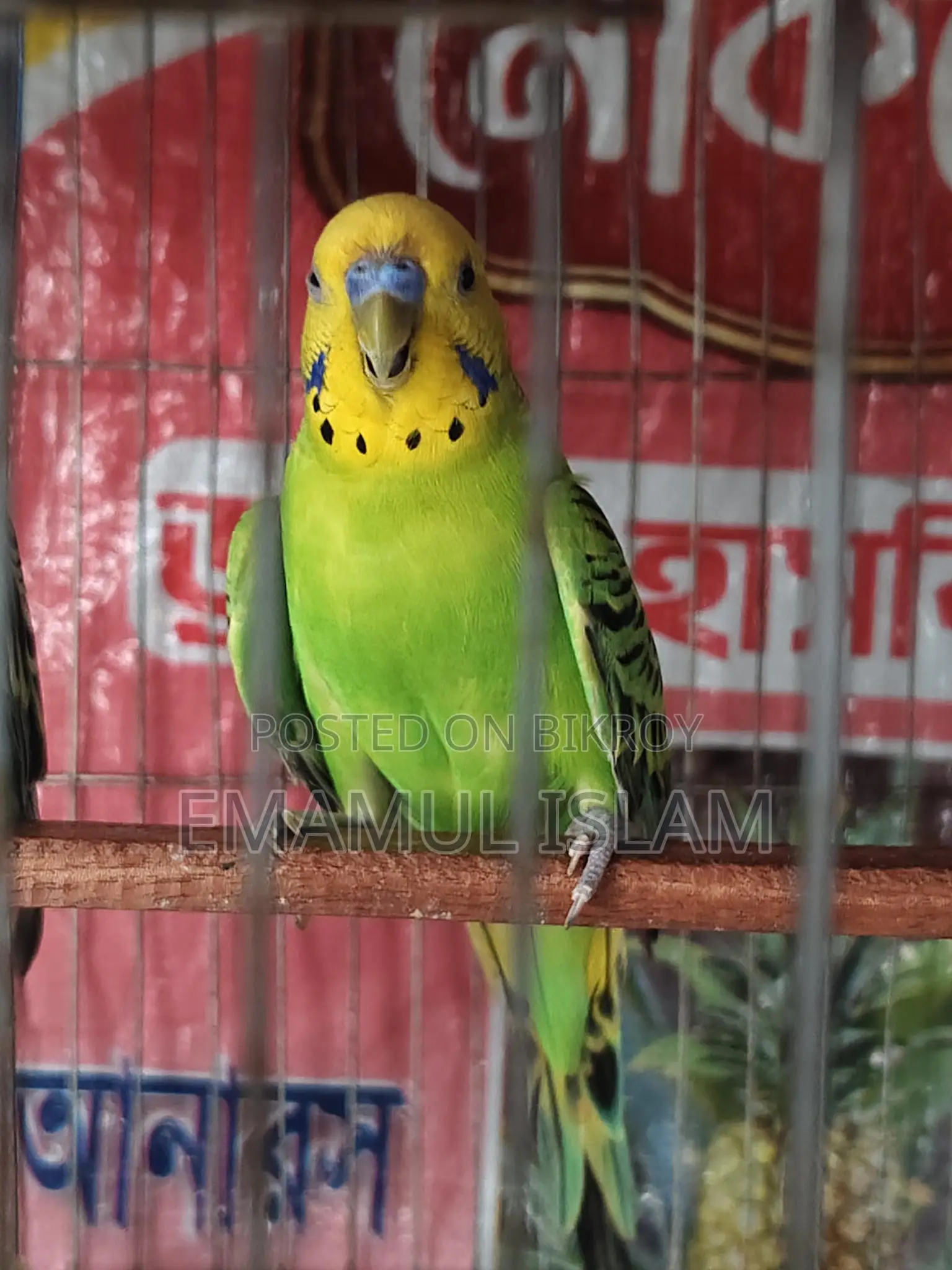 ১ পিস বাংলিশ ব্লাডলাইনের রানিং মেল বাজরিগার