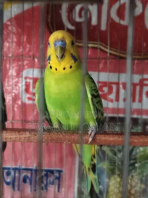 ১ পিস বাংলিশ ব্লাডলাইনের রানিং মেল বাজরিগার
