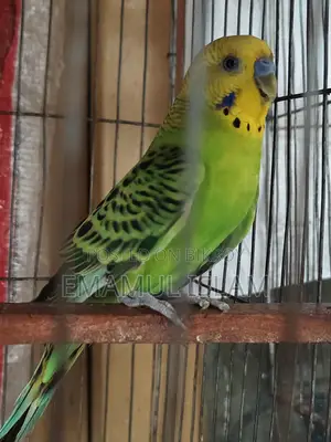 ১ পিস বাংলিশ ব্লাডলাইনের রানিং মেল বাজরিগার