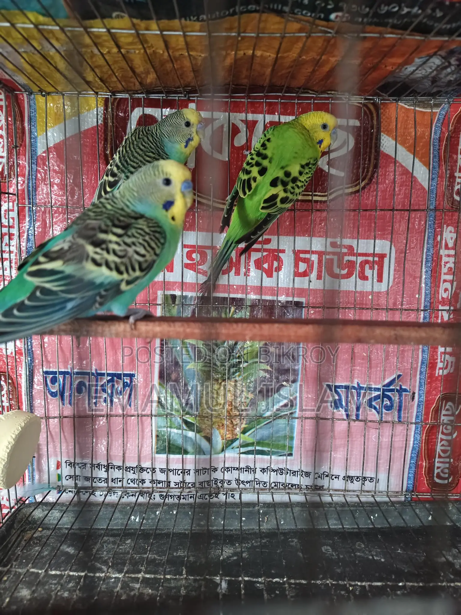 ১ পিস বাংলিশ ব্লাডলাইনের রানিং মেল বাজরিগার