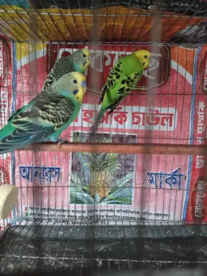 ১ পিস বাংলিশ ব্লাডলাইনের রানিং মেল বাজরিগার
