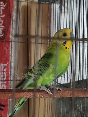 ১ পিস বাংলিশ ব্লাডলাইনের রানিং মেল বাজরিগার