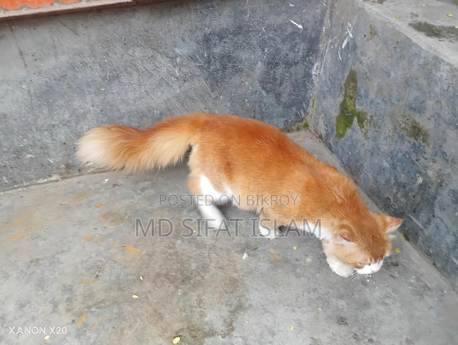 পারসিয়ান ক্যাট