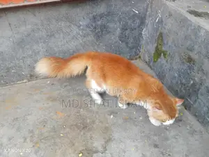 পারসিয়ান ক্যাট