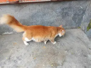 পারসিয়ান ক্যাট