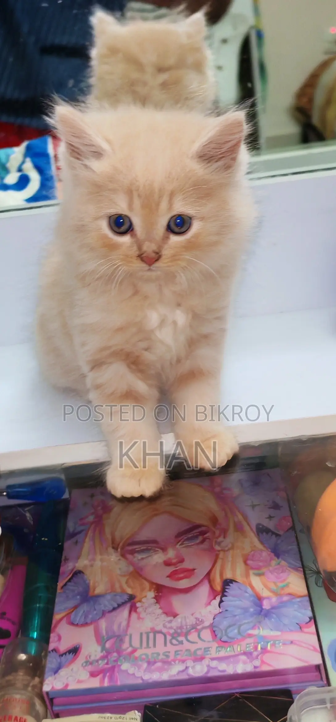 Pure Persian Cats