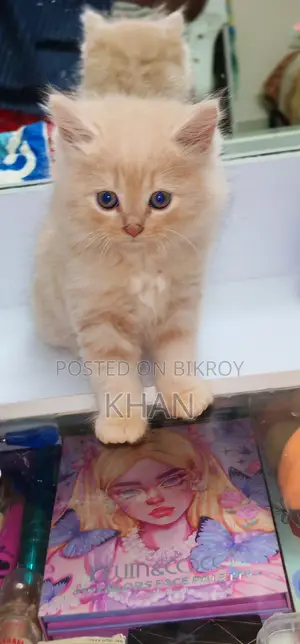 বিশুদ্ধ পার্সিয়ান বিড়াল
