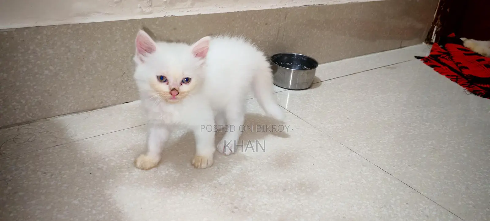 Pure Persian Cats