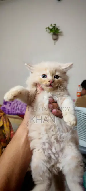 Pure Persian Cats