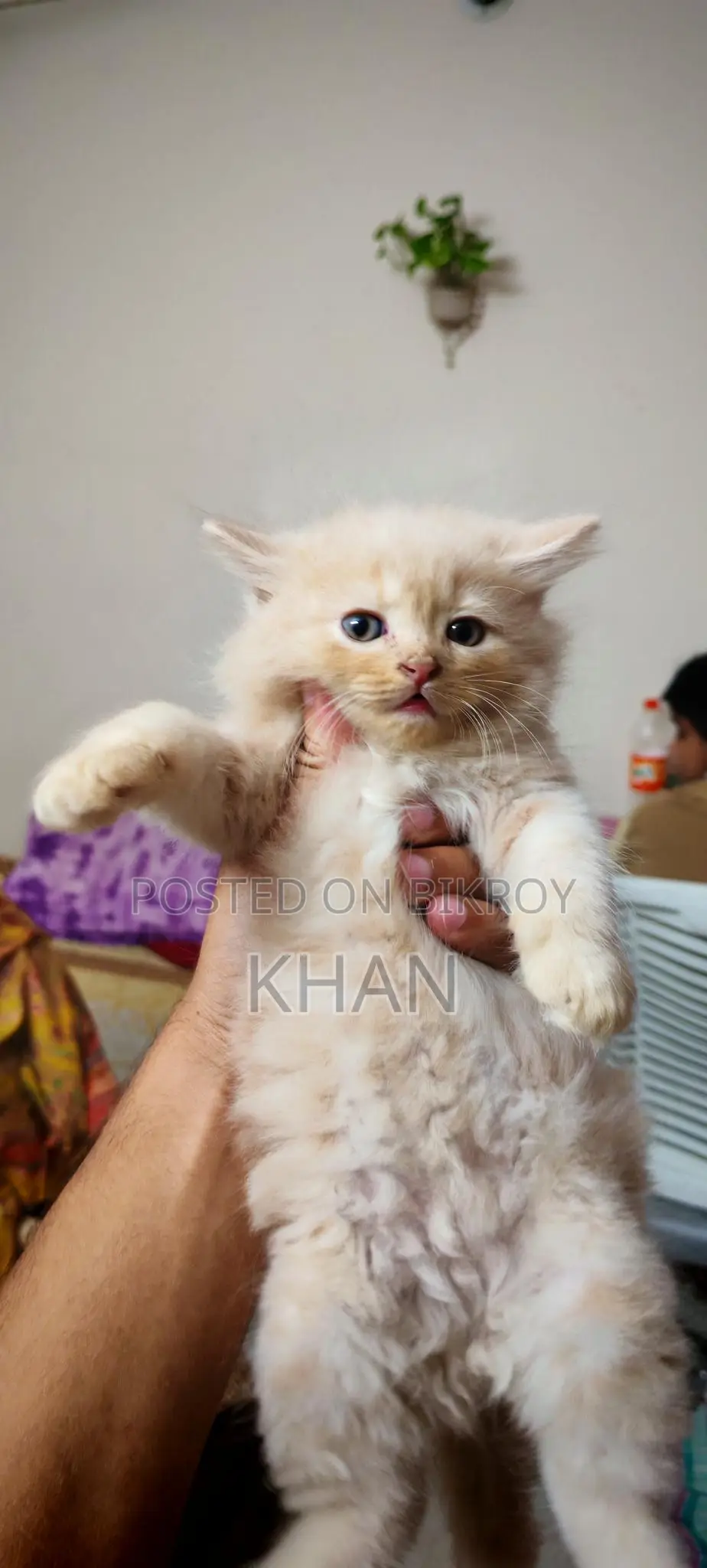 Pure Persian Cats