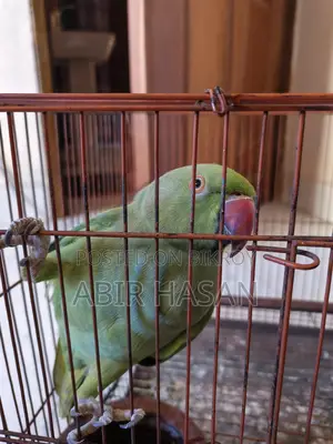 Indian Ringneck Talking Parrot