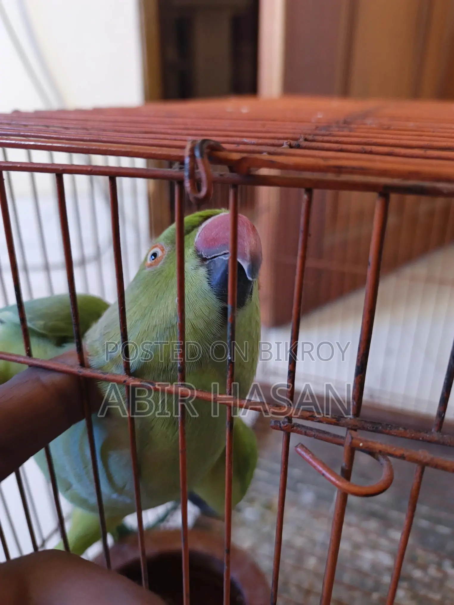 Indian Ringneck Talking Parrot