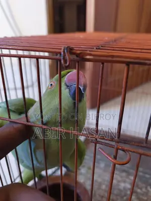 Indian Ringneck Talking Parrot