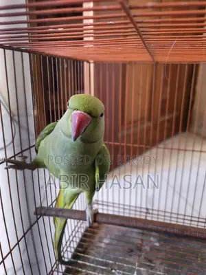 Indian Ringneck Talking Parrot