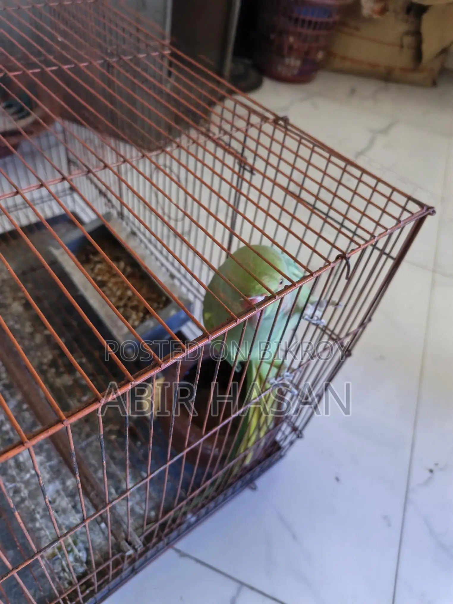 Indian Ringneck Talking Parrot