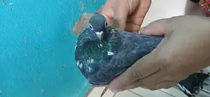 Bird For Sale