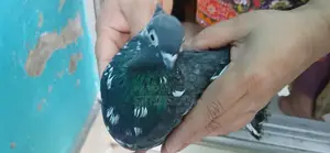 পাখি বিক্রির জন্য