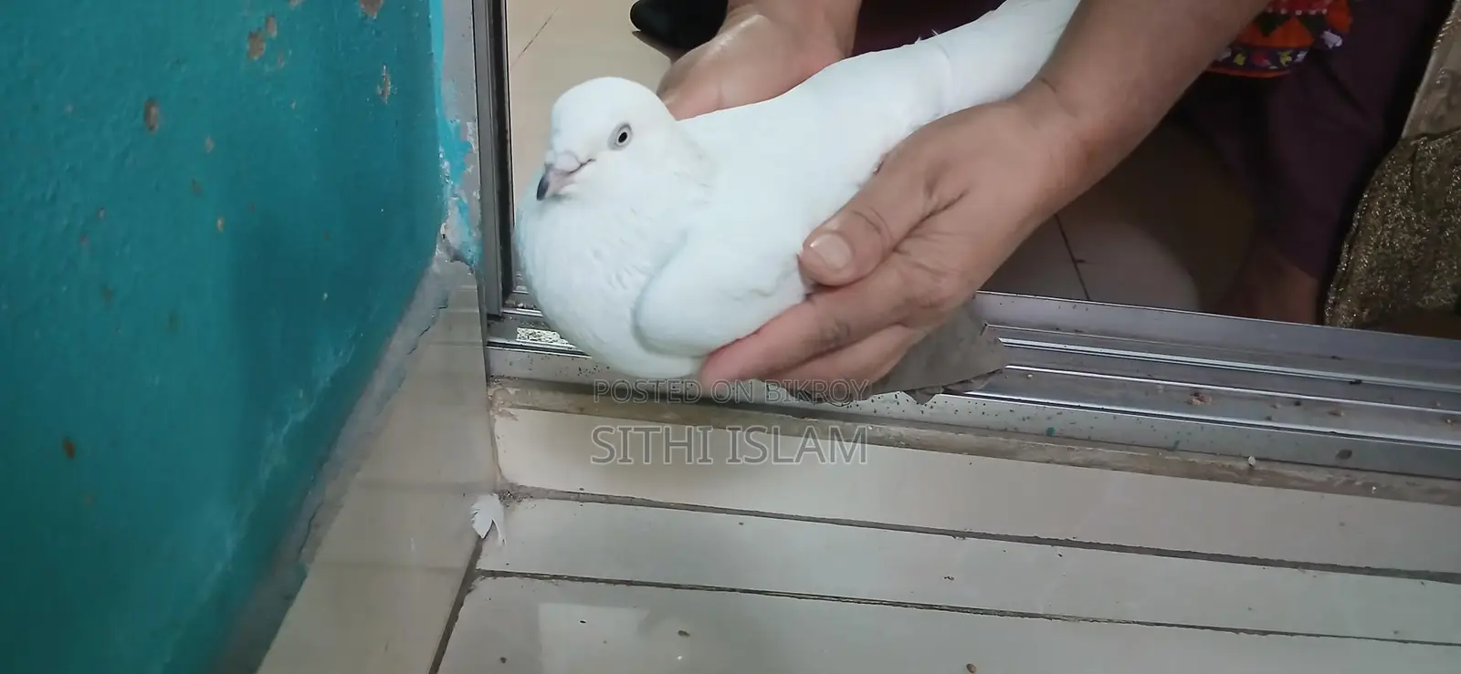 পাখি বিক্রির জন্য