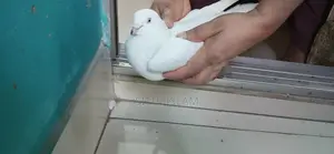 পাখি বিক্রির জন্য