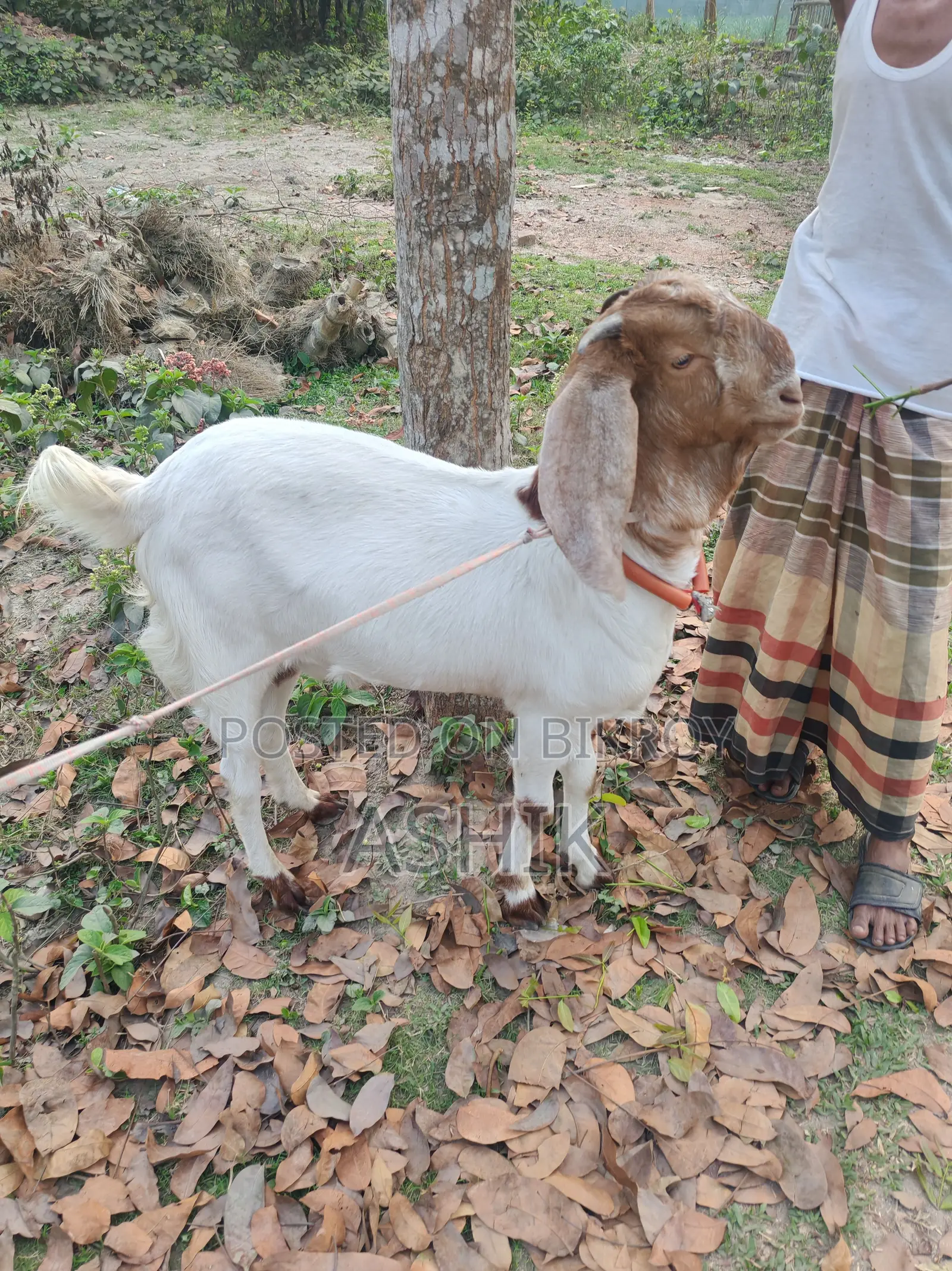 Pakistani Goat