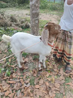 Pakistani Goat