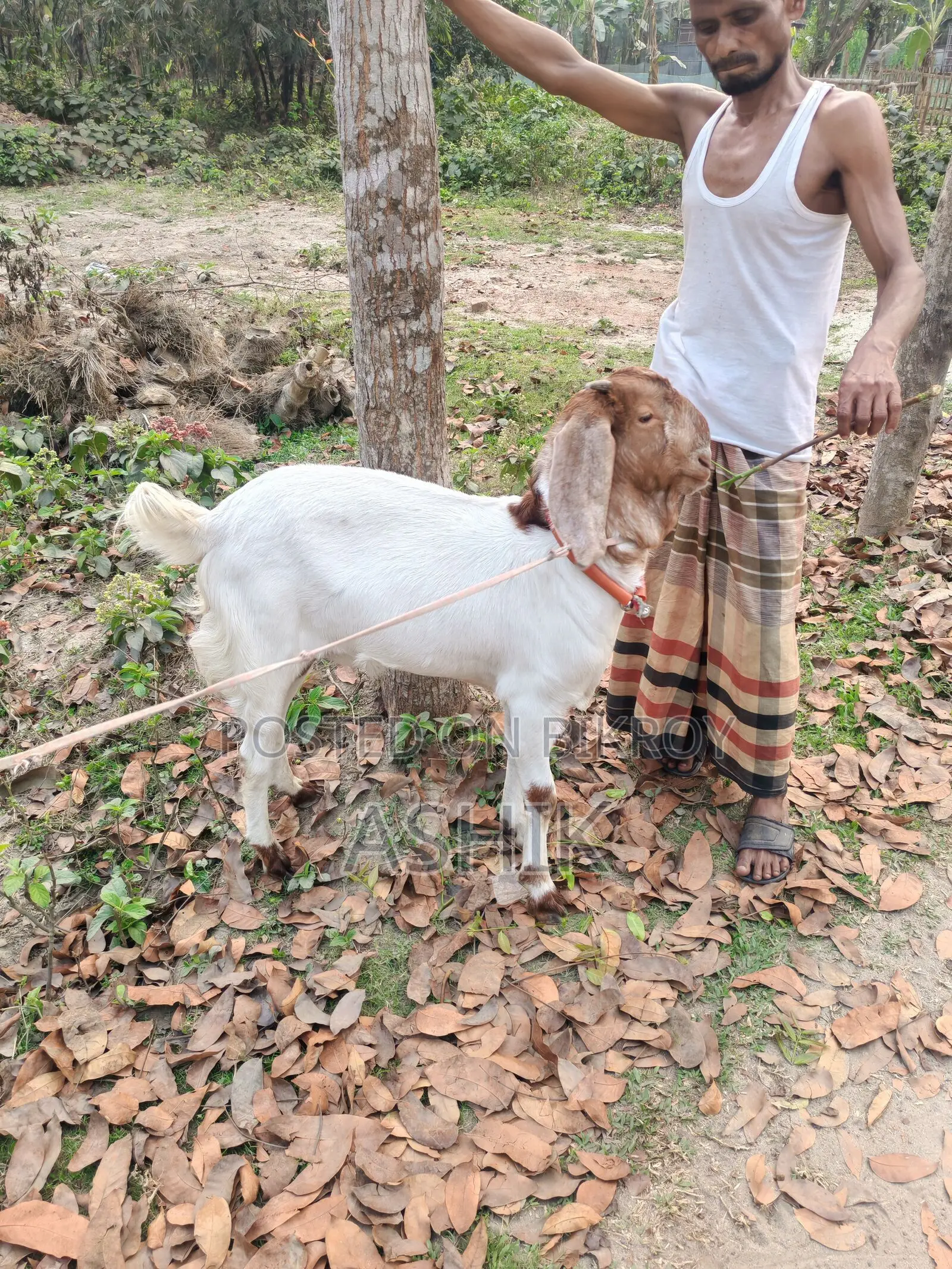 Pakistani Goat