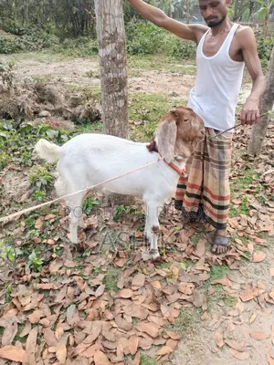 Pakistani Goat