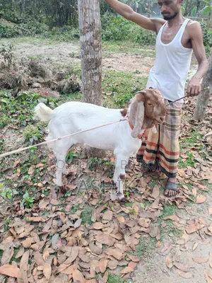 Pakistani Goat