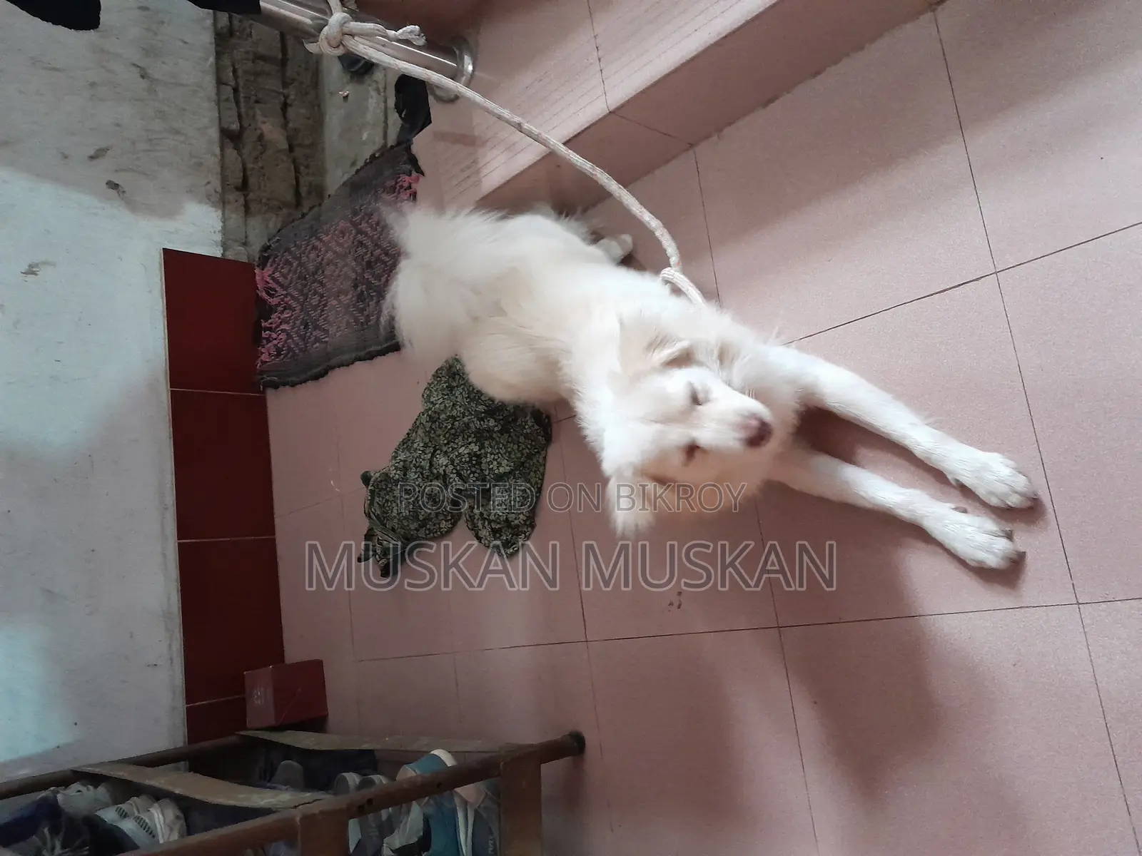 বিদেশি কুকুর