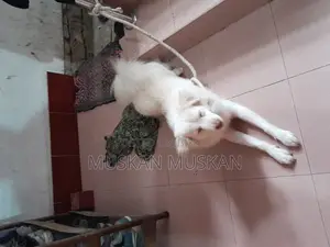 বিদেশি কুকুর