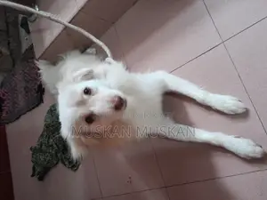 বিদেশি কুকুর