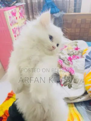 Persian Cat