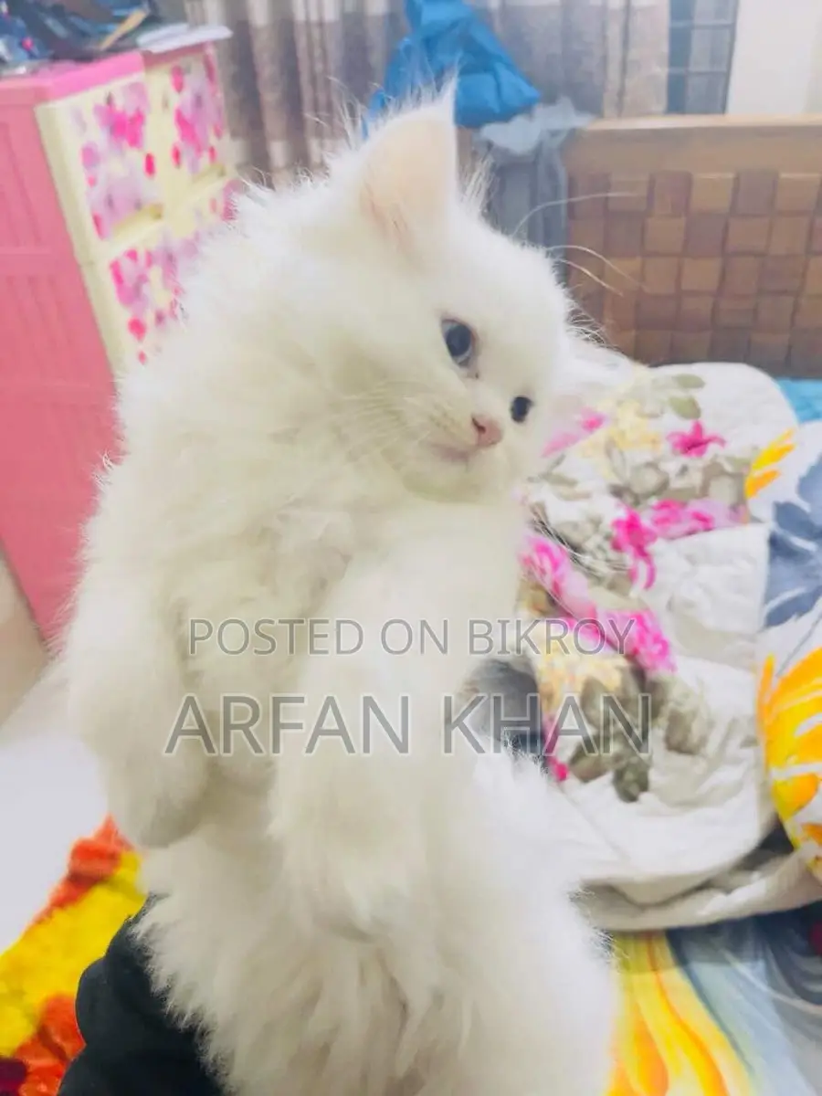 Persian Cat
