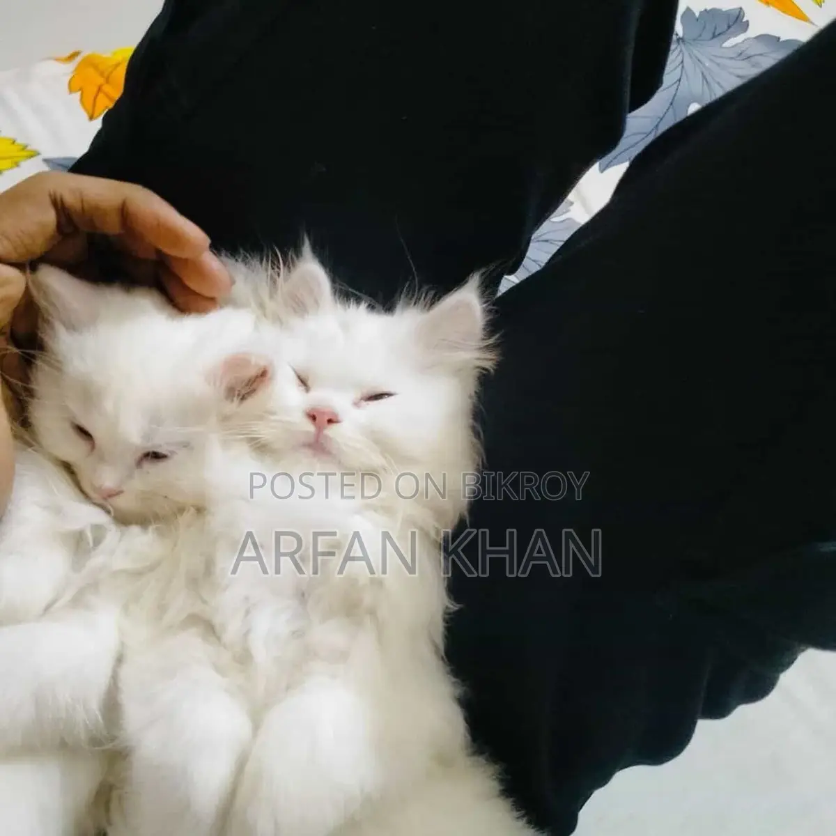 Persian Cat