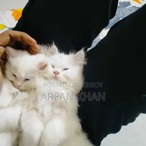 Persian Cat