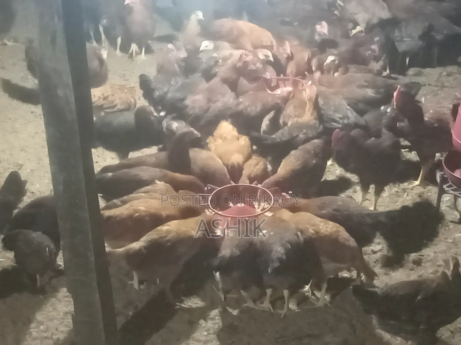 Chicken Sell